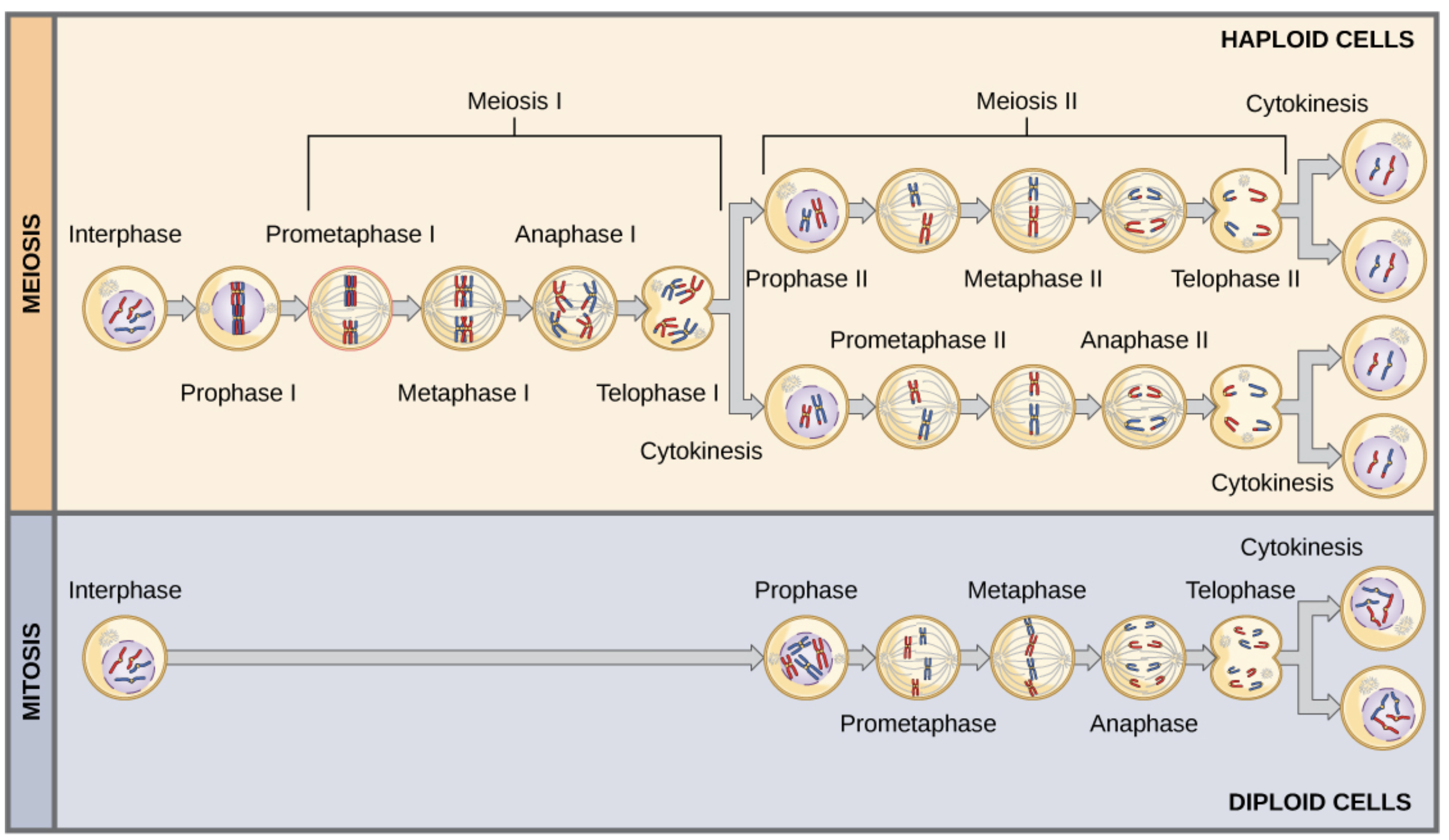 Cell Division Diagram